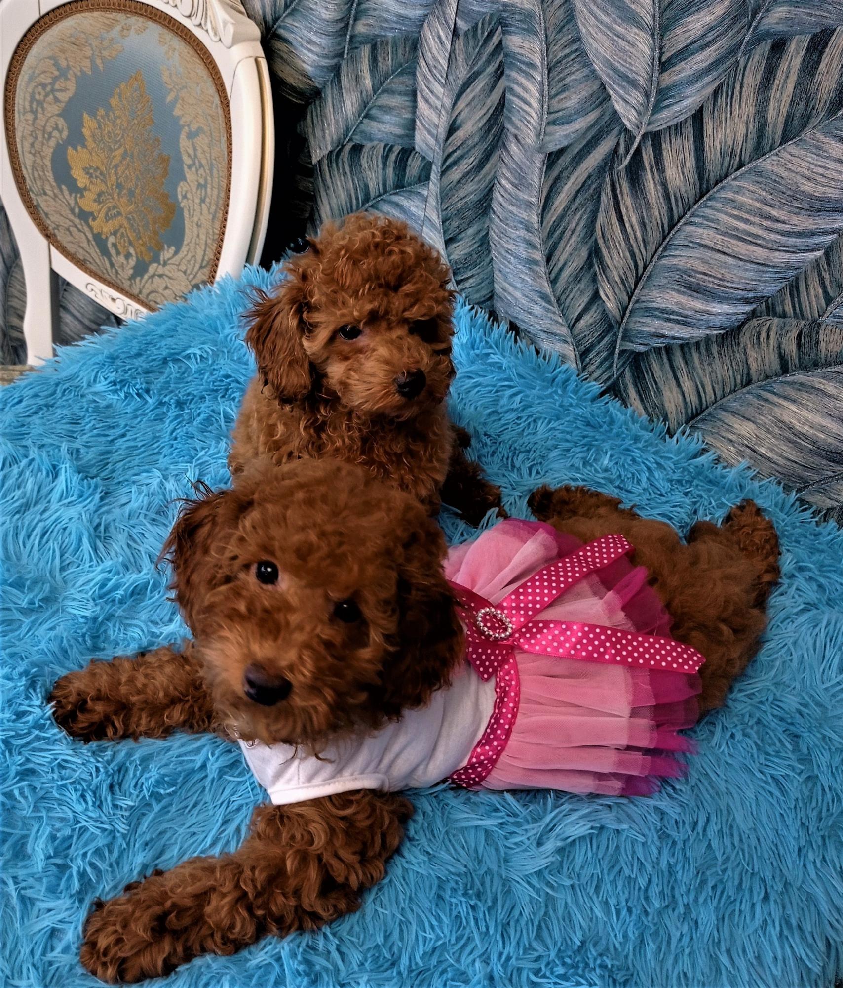 Той пудель. Той пудель ркф. Стандарт той пуделя ркф. Красный пудель ред браун. Карликовый пудель ред браун.