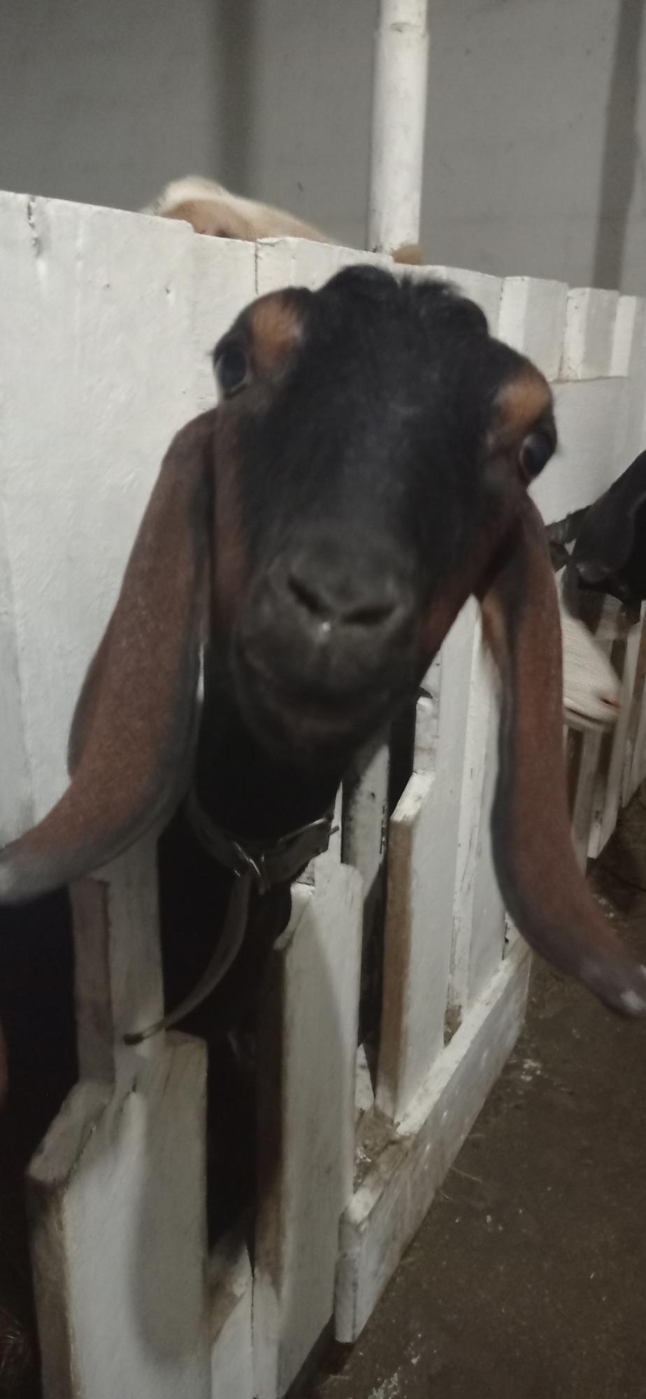Англо-нубийская коза дойная - фотография № 4