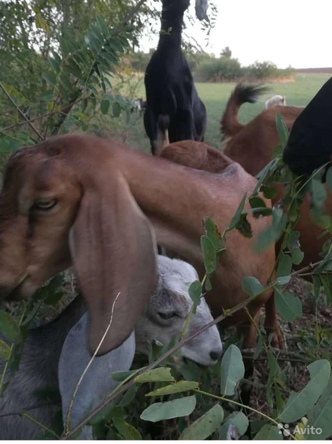 Англо-нубийская дойная коза - фотография № 4