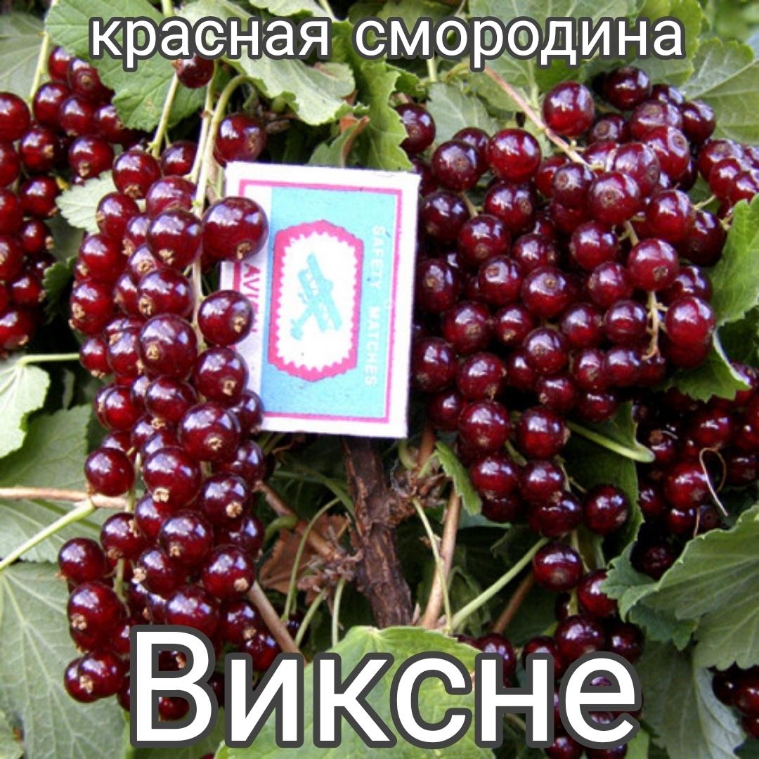 Красная Смородина Виксне Купить