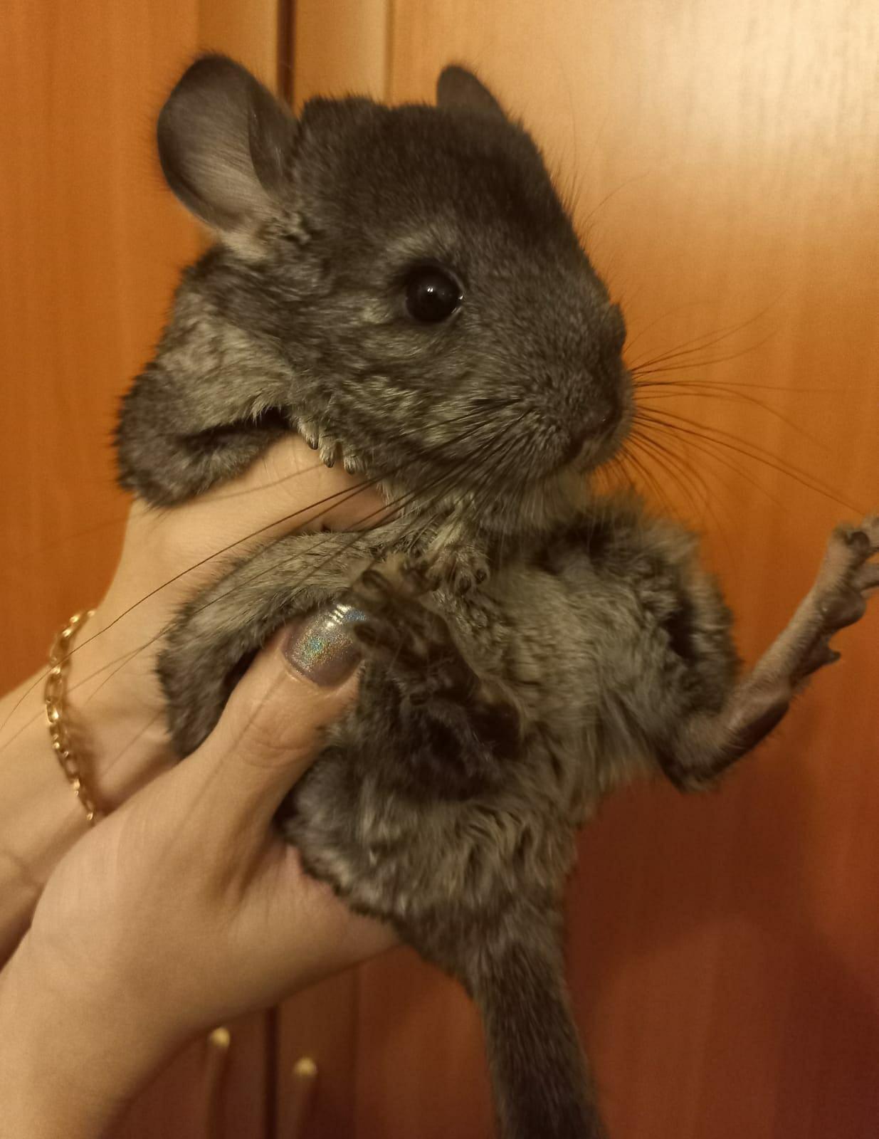 Щенки шиншиллы