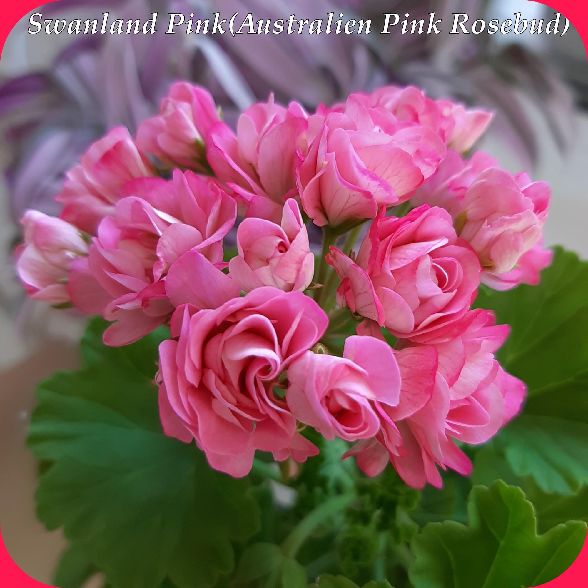 Пеларгония swanland pink australien pink rosebud фото