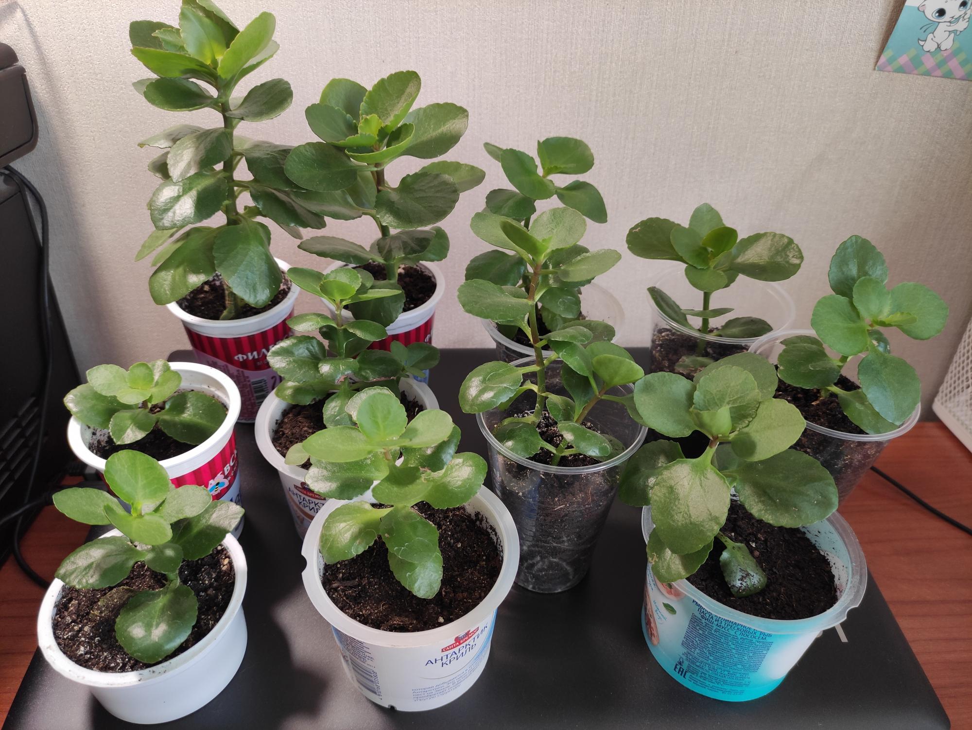 Купить Комнатные Цветы На Авито В Энгельсе