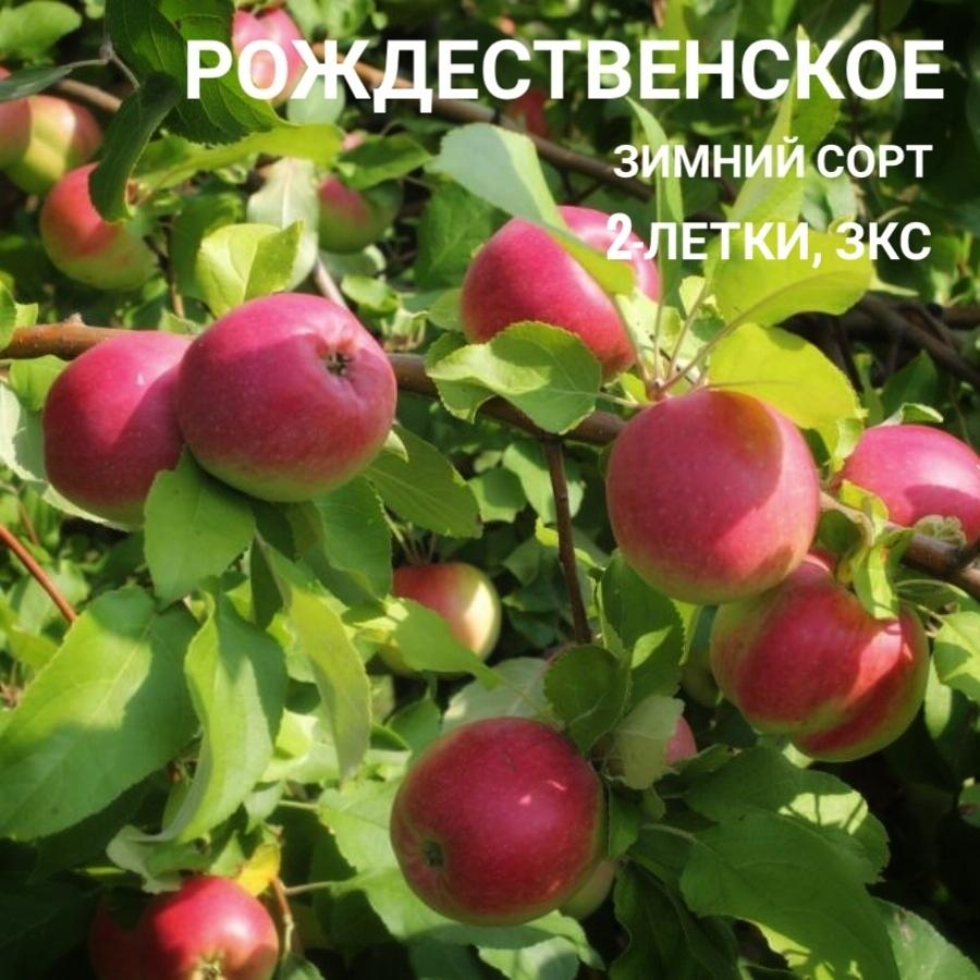 Яблоко Рождественское Фото