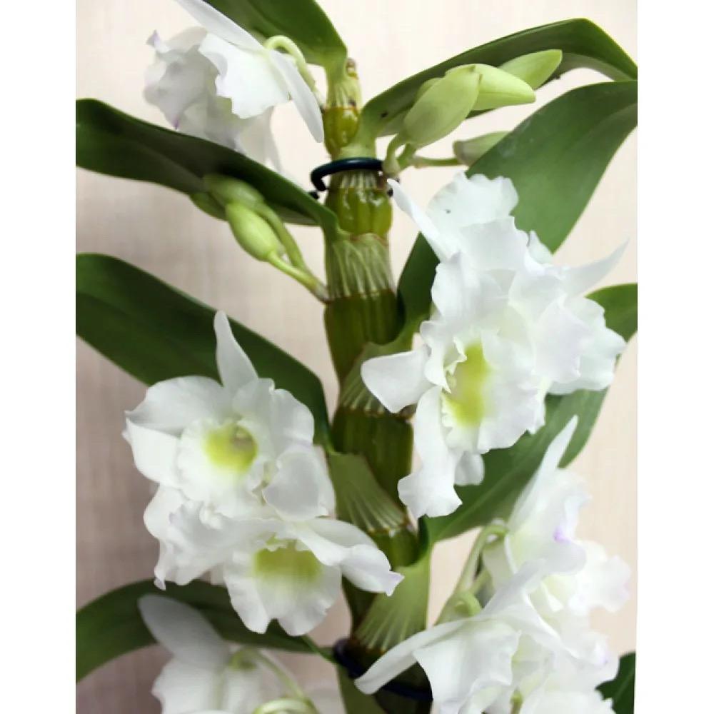 Орхидея Дендробиум Нобиле белая