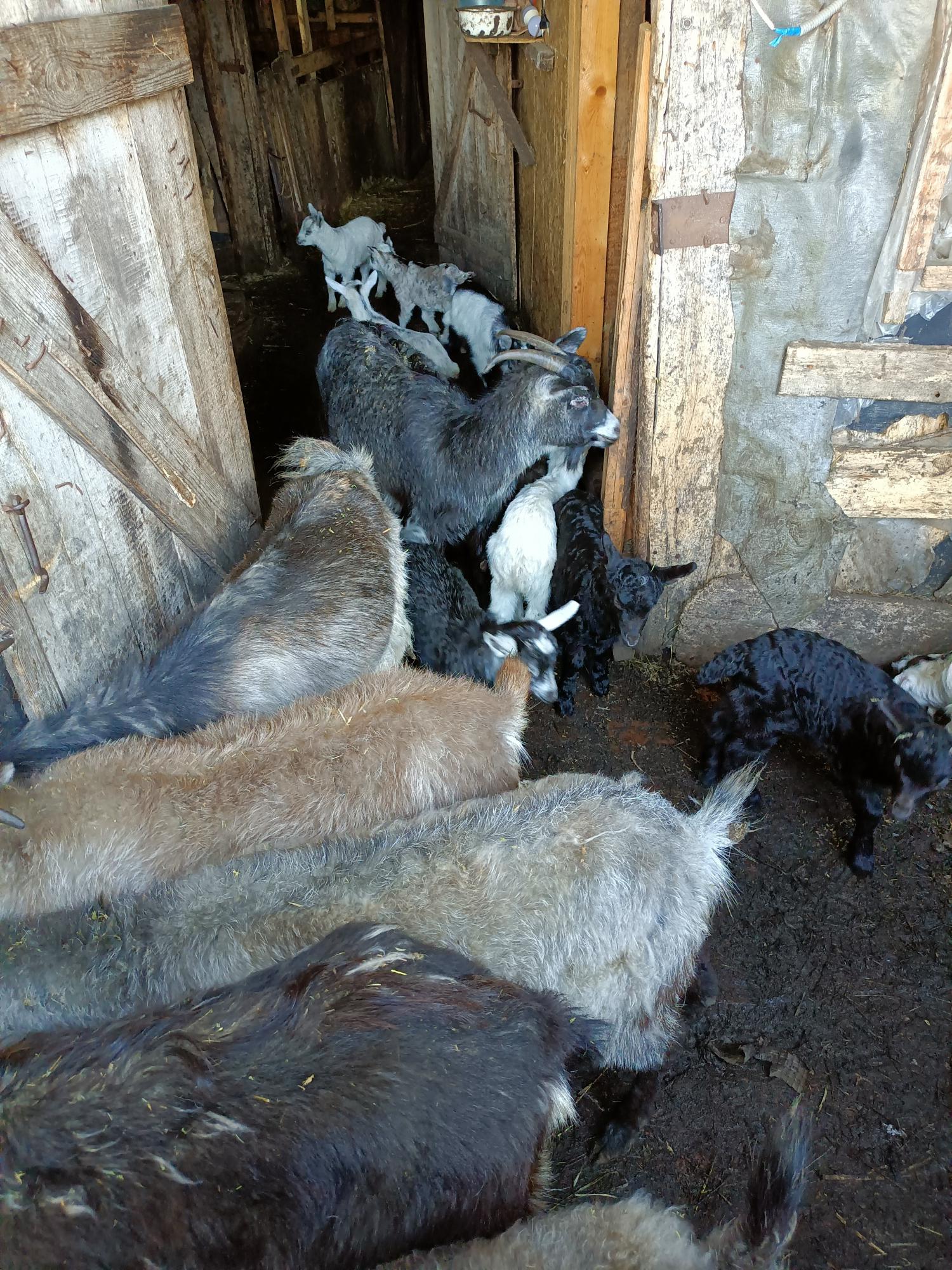 Продаются овцы, козы - фотография № 2