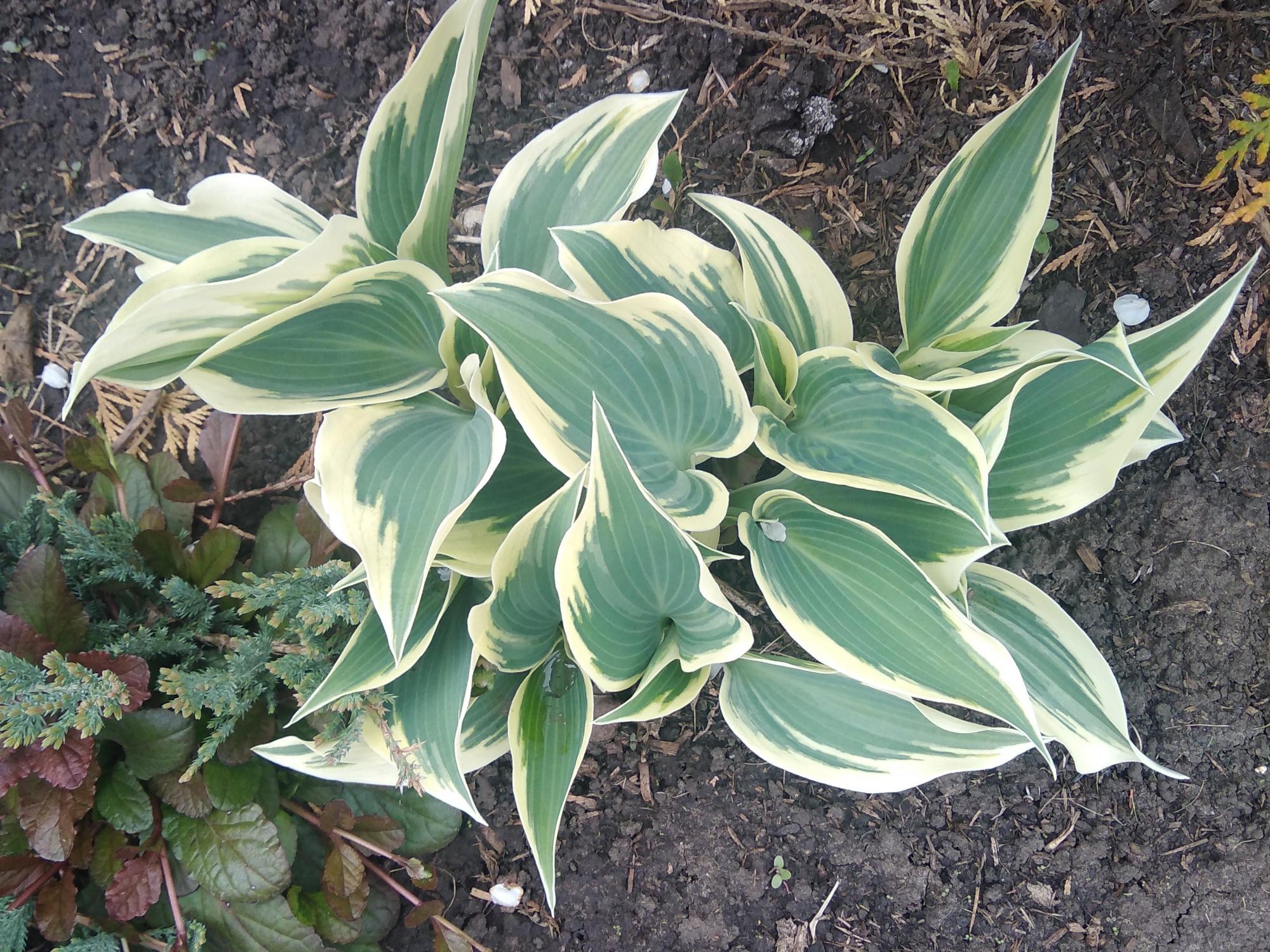 хоста близзард. хоста саммерс рейнбоу. хоста калейдохром. коллекционные хосты. коллекционные хосты.