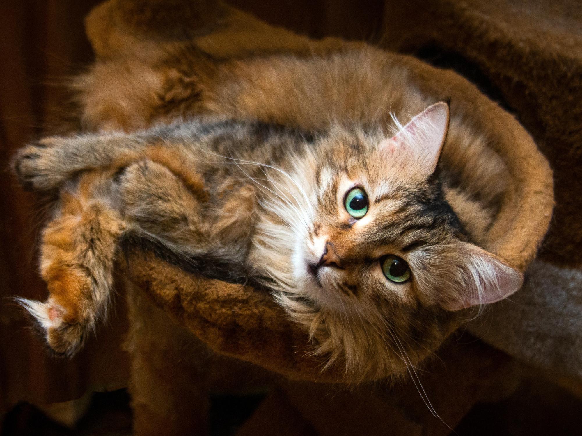 Кошка красавица
