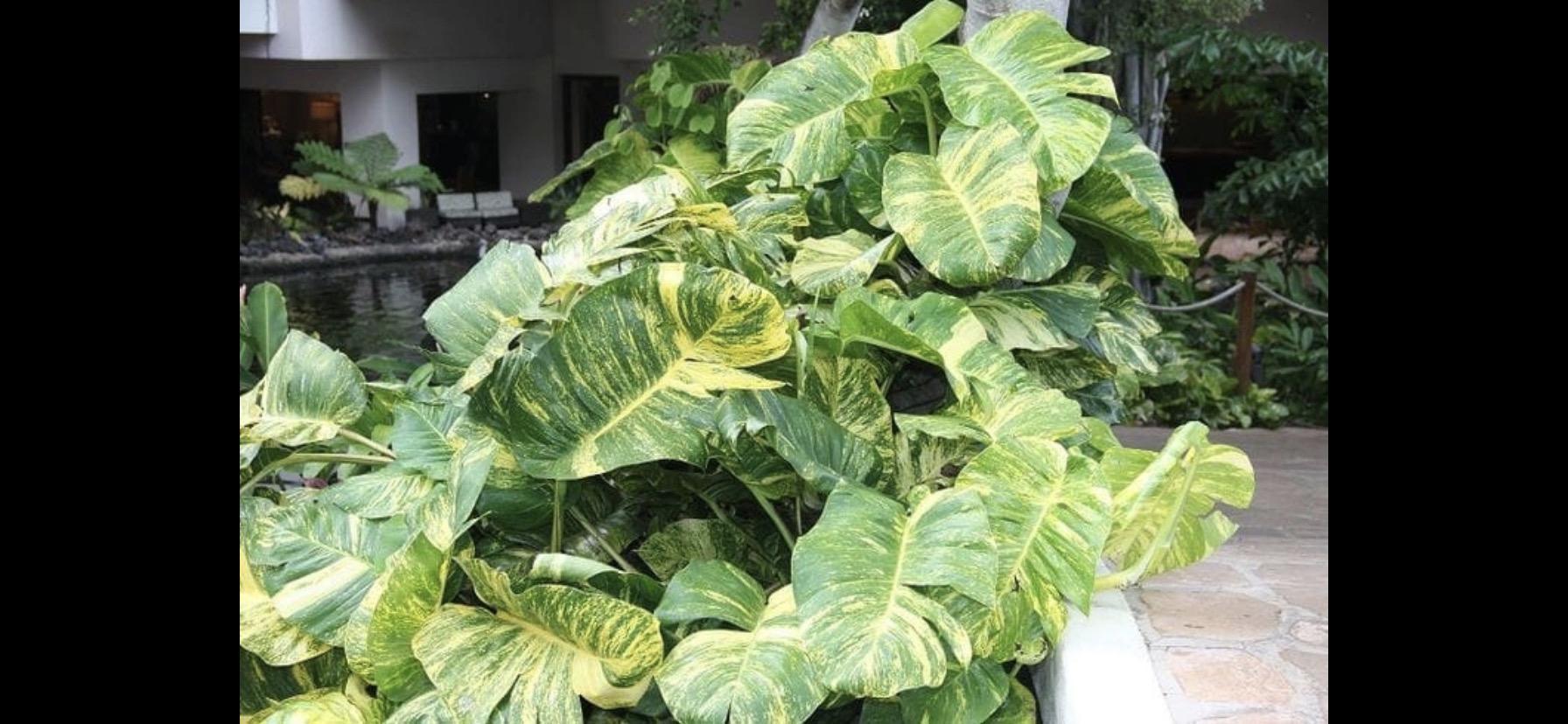 Epipremnum Aureum giant Golden Pothos