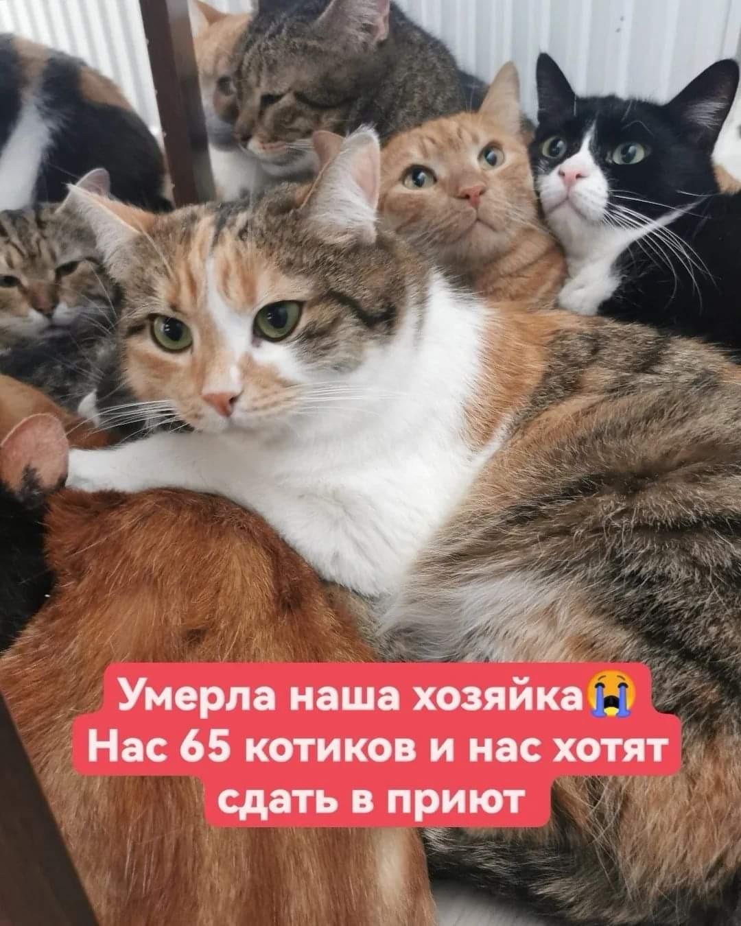 Хозяйка этого кота. Кот угрожает.