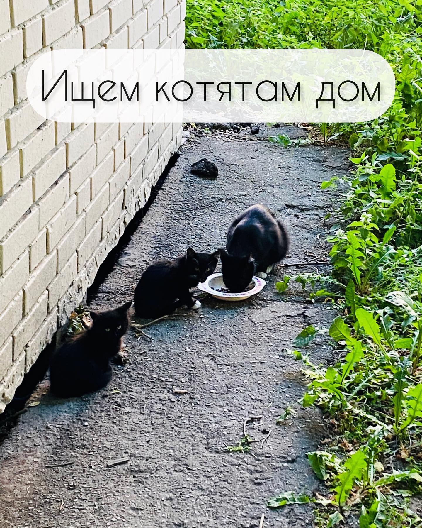 Котик уголек слушать. Уголёк кот чёрна белый. Кот Уголек. Котенок Уголек и ворона Матрена слушать. Котёнок уголёк.