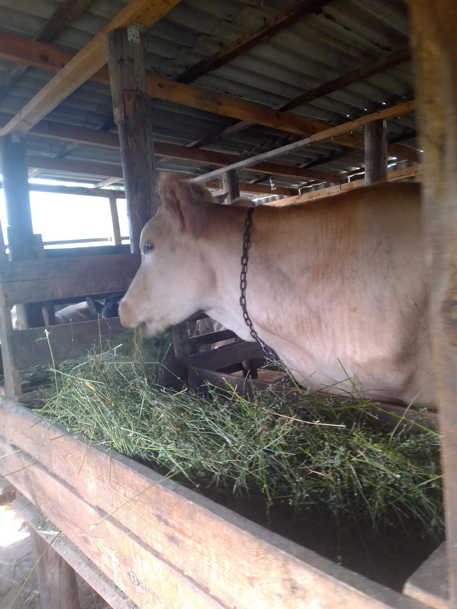 Корова и телята - фотография № 3