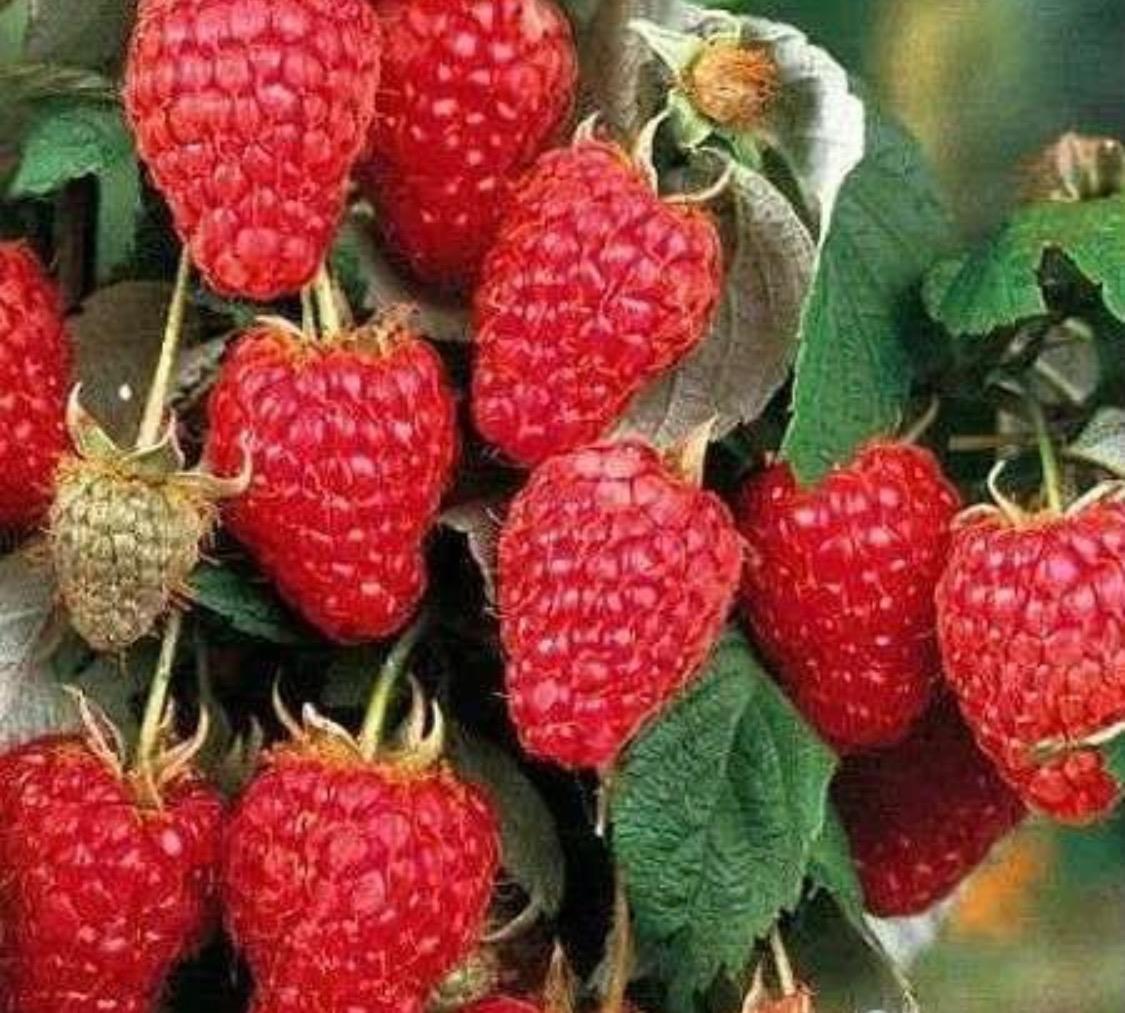 Малина ремонтантная маравилла. Малиновое дерево сказка. Сорт малины маравилла. Малина маравилла. Маравилла малина саженцы.